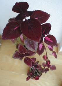 coleus